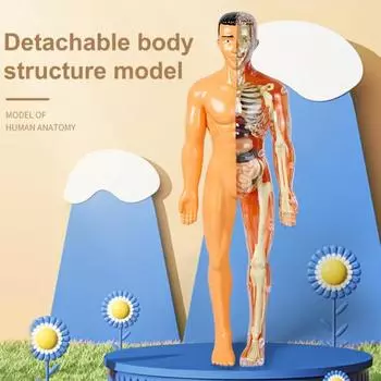 1 комплект, модель человеческого тела, анатомия, физиология, инструменты для исследования, съемная модель скелетной системы, обучающая игрушка для детей телесный
