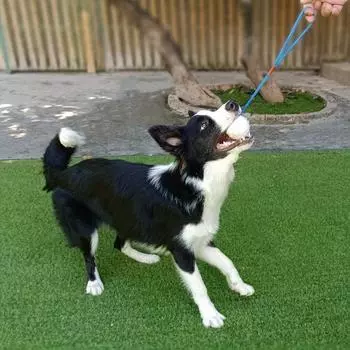 1 шт., игрушечный мяч для домашних животных, резиновые игрушки для собак с веревкой, интерактивный мяч для дрессировки домашних животных, устойчивый к укусам, мячи для чистки моляров, товары для животных жёлтый