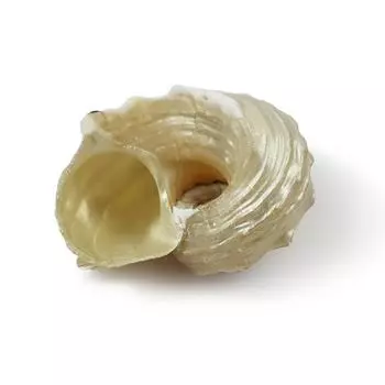 1 шт. Натуральная раковина Конч Серебряный рот Рак-отшельник сменная раковина образец украшения сбор F0M4 white-3-5cm