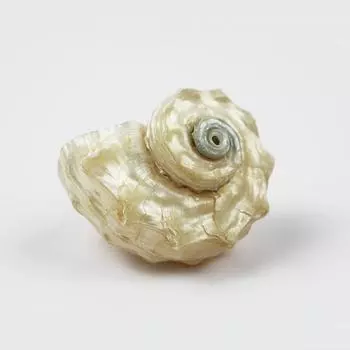 1 шт. Натуральная раковина Конч Серебряный рот Рак-отшельник Сменный образец Раковина Пейзажная коллекция P9O4 white-3-5cm