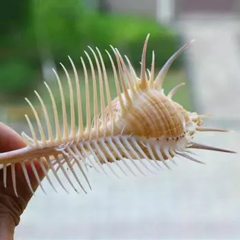 1 шт. натуральный Murex Pecten Shell ископаемые раковины коралловые морские улитки минералы собирать подарок
