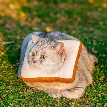 1 шт. Регулируемый конусный ошейник для кошек в форме тоста, мягкий, ошейник для восстановления кошек, конус для кошек после операции, елизаветинский ошейник для котят авокадо