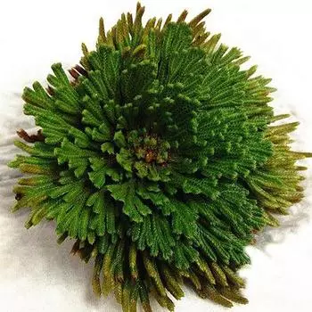 1 шт. Selfberry Nine Dead Resurrection Grass Rockery Diy Accessories Настольные зеленые искусственные растения для украшения дома