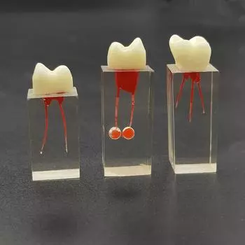 1 шт. Стоматологическая Модель Эндодонтический Блок Корневых Каналов Практика Зубов Пульпа Полость Исследование Смола Эндо Обучение Зуб RCT Демонстрация Обучение Студентов 1 piece A