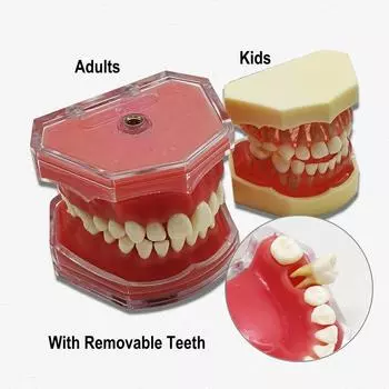 1 шт. Стоматологическая стандартная модель съемных зубов с мягкой десной TYPODONT модель для взрослых или детей стоматологическая 1:1 Модель обучения 1 pc for Adult