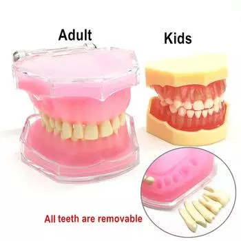 1 шт. Стоматологический 1:1 учебная обучающая модель, стандартная модель для взрослых и детей, съемные зубы, мягкая резинка, модель TYPODONT для использования стоматологом 1 piece for Kids
