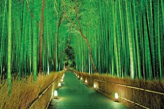 2016 Piece Jigsaw Puzzle Super Master of Puzzles Lighted Bamboo Very Small Piece Forest-Sagano (50x75cm)