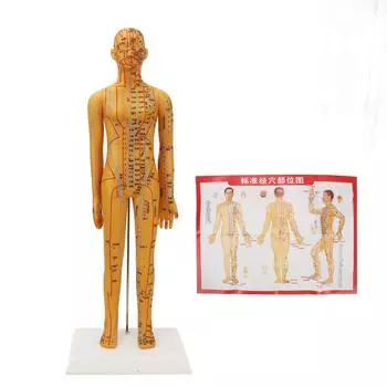 20.9 дюймов Акупунктура Женская Модель Высокое Разрешение Ясно Китайский Человеческое Тело Акупунктурная Модель для