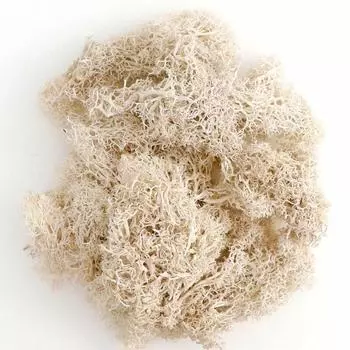 20 г искусственное зеленое растение бессмертный искусственный цветок мох трава дома гостиная декоративная стена DIY цветочные аксессуары