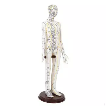 20 Inch Acupuncture Model PVC Human Body Study Sculpture with Base Female Hard