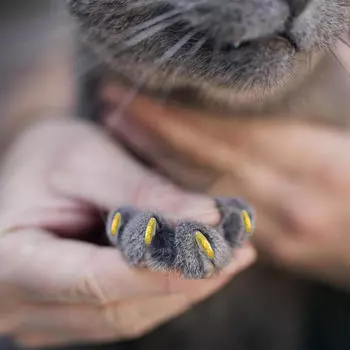 20 шт. чехлов для кошачьих когтей, защитные чехлы для лап домашних животных с аппликаторами, модные, простые S