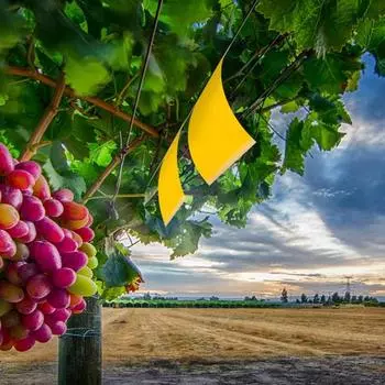 20 шт./компл., клей для уничтожения насекомых, без запаха, безопасный клей, доска для мух для сада