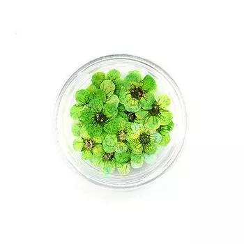 20 шт./кор. прессованный сушеный цветок нарцисса сливы для изготовления ювелирных изделий из эпоксидной смолы, аксессуары для дизайна ногтей 10