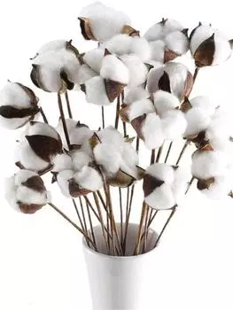 20 шт. Натуральные хлопковые цветы, стебли хлопка, сушеные хлопковые палочки, ветка сухого цветка, наполнитель для витрины фермерского дома, мебель, свадебное украшение для дома своими руками 20 Pcs