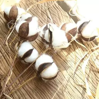 20 шт. сушеных цветочных веток, стебли хлопка, натуральные хлопковые цветы, сушеные хлопковые палочки, наполнитель для витрин фермерского дома, мебель, свадебное украшение для дома своими руками 20 Pcs