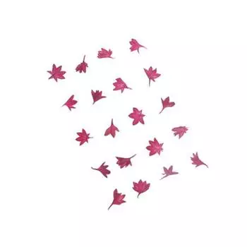 20шт прессованный сушеный василек цветок ремесло смолы ногтей свеча декор DIY телефон синий