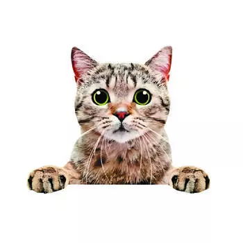 20x16 см Милая Веселая Креативная Наклейка на машину с кошками, Декоративная Наклейка для Электромобиля, Мотоцикла, Скрывающая царапины 20x16cm