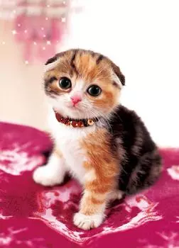 216 деталей головоломки Puzzle Master Cute Animals Collection Osmash Cat Small Piece (18,2x25,7см)