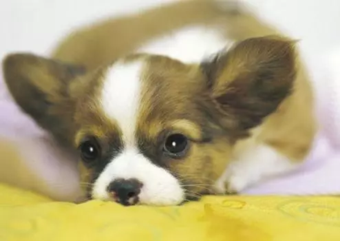 216 Small Piece Hey Puzzle Master Series Take a Break (18.2x25.7cm)