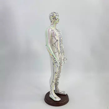 21,2-дюймовая высокая акупунктурная модель человеческого тела из ПВХ легкая с основанием для профессионалов Male