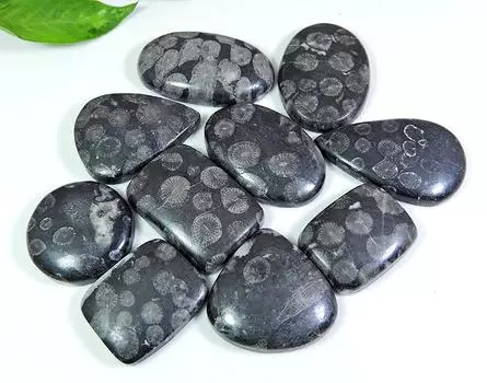 24-35 мм натуральный черный ископаемый коралловый микс кабошон драгоценный камень россыпью 10 шт. лот RQ-146