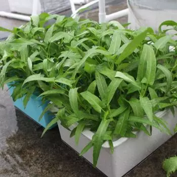 24 отверстия для установки гидропонного ящика для выращивания рассады овощей