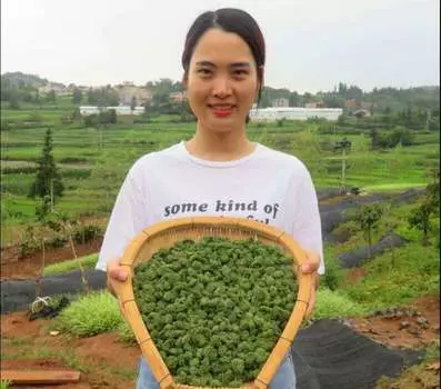 250 г Сухие цветы Санчи Цветок женьшеня Санчи Тяньци Нотогинсенг Санчи Травяной чай