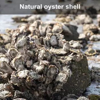 25 шт. ракушки устриц оптом неполированные натуральные маленькие ракушки устриц дезодорированные морские ракушки украшения для поделок DIY искусство наполнитель для домашней вазы 25 pcs