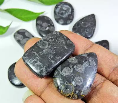 28 - 32 мм натуральный черный ископаемый коралловый микс кабошон россыпью драгоценный камень 10 шт. лот RQ-148