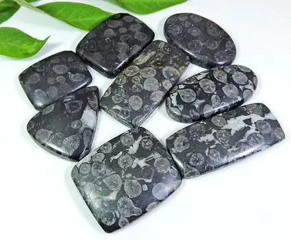 28-44 мм натуральный черный ископаемый коралловый микс кабошон россыпью драгоценный камень 08 шт. лот RQ-150