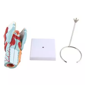 2-кратное увеличение модели горла человека, виниловая прозрачная структура, модель препарирования горла для обучения