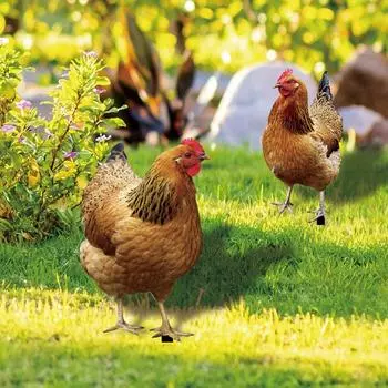 2 шт. акриловые куриные садовые колья, декоративные статуи кур для украшения сада, газона и двора