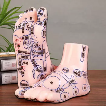 2 шт. Модели человеческих стоп, массажная модель, мелкие детали, профессиональный обучающий инструмент, легко носить с собой