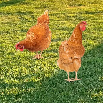 2x Акриловая статуя курицы, садовая вывеска, знак «Чиксен», реалистичное животное для улицы