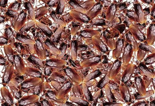 300 Piece Jigsaw Puzzle Cockroach Hell (26x38cm)