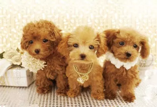 300 Piece Jigsaw Puzzle Lovely Poochans (26x38cm)