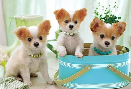 300 piece jigsaw puzzle Pretty Chihuahua (26x38cm)