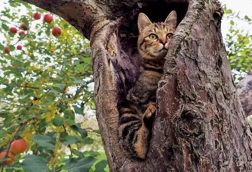 300 Piece Jigsaw Puzzle Puzzle Master Mitsuaki Iwago Mischievous Ricky Aim! (26x38cm)