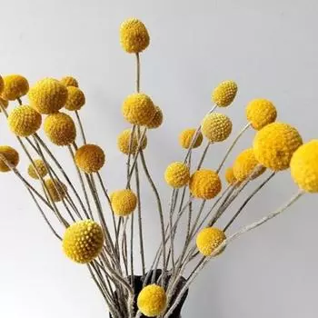 30 шт. натуральных желтых шаров Craspedia Billy, желтые шары Billy Buttons, букет из сушеных желтых цветов для домашнего декора, реквизит для фотосъемки, свадебное украшение своими руками жёлтый