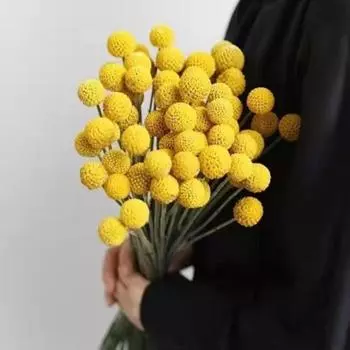30PCS Yellow Billy Buttons Balls Bouquet Natural Craspedia Dried Flowers, Dried Yellow Flowers for Home Decor Photo Props DIY Wedding Decoration жёлтый