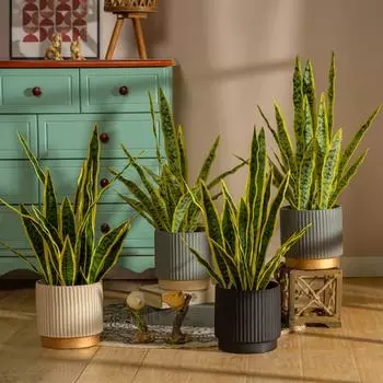 32/37 см комнатный тигровый мех тропическое искусственное растение искусственные суккулентные растения искусственная сансевиерия 32CM