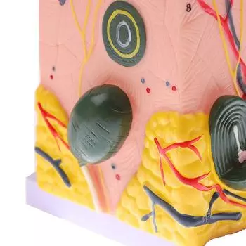 35/50 раз модель кожи Анатомическая структура волос кожи человека Увеличить анатомию модели