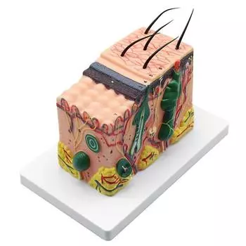 35X анатомическая текстура кожи человека подкожная ткань рассечение модель анатомия биология медицинские учебные пособия 35X