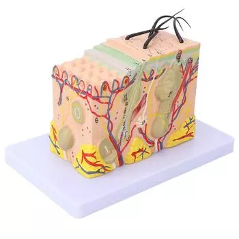 35X Enlarged Anatomical Skin Model 3 Dimensional Skin Teaching Aids Model for Skin Cosmetology