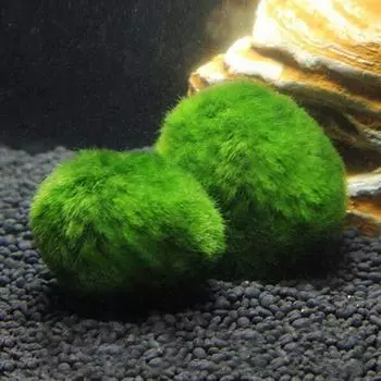 3-4 см шарики из мха Marimo живые аквариумные растения водоросли рыбы креветки аквариум украшение имитация зеленых водорослевых шариков искусственное растение