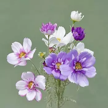 3 шт. большая ветка галсанг искусственные цветы галсанг яркие роскошные шелковые поддельные цветы не выцветают искусственные растения для свадьбы дома вечеринки в помещении на открытом воздухе декор 3 Pcs светло-фиолетовый