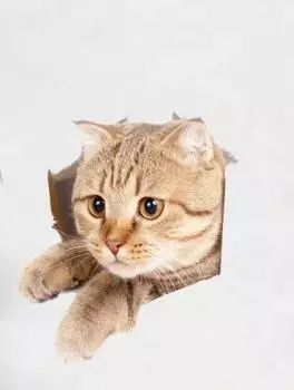 3 шт. украшения для дома милый котенок щенок домашние животные художественные наклейки яркие 3d отверстия смешные наклейки для туалета кошки собаки сделай сам туалет санузел 1PC