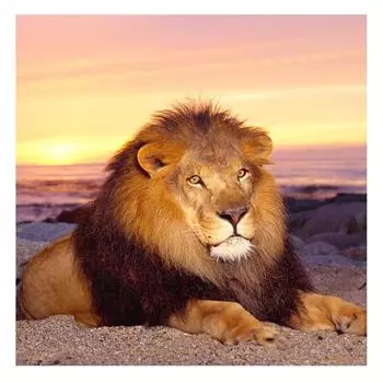 3D Алмазная вышивка Картина Вышивка крестиком Круглый горный хрусталь Картина Животное Лев Full Round 20x20CM