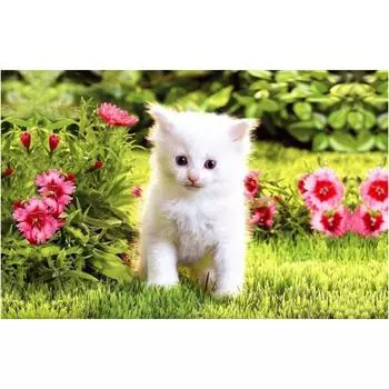 3D Алмазная вышивка Картина Вышивка крестиком Круглый горный хрусталь Картина Животное Кот Full Round 20x25CM