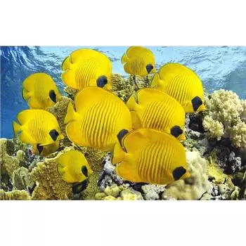 3D Алмазная вышивка Картина Вышивка крестом Круглый горный хрусталь Картина Рыба Full Round 20x25CM